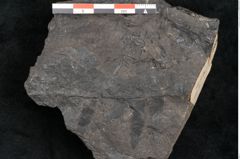 Foto (Detailansicht) von Asplenium hochstetteri Unger (NHMW-GEO-2024-0188-10303)